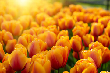 Tulips flowers blooming in the spring - 767877637