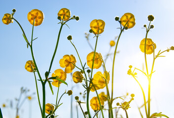 Yellow wildflowers against a background - 767877846