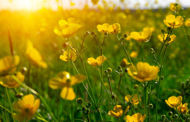 Yellow flowers on a field - 767877885