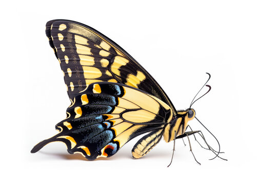 Beautiful Swallowtail butterfly isolated on a white background. Side view