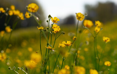 Wild yellow flower on the field - 767878018