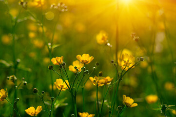 Yellow flowers on a field - 767878063