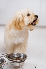 Small hungry maltipoo dog standing next to a bowl of food, ready to eat. Howls and asking for food