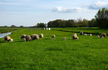 sheeps graze on a green meadow - 767878239
