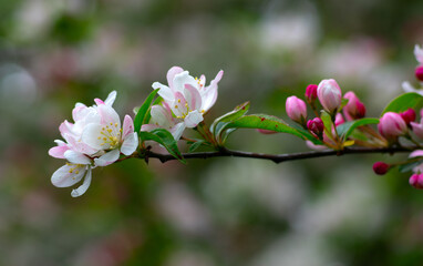 Blooming apple tree in the spring - 767878262