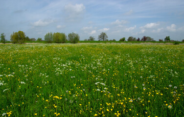 Landscape of green meadow - 767878499