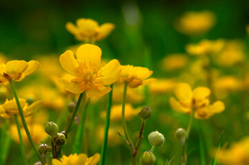 Yellow flowers on a field - 767878640