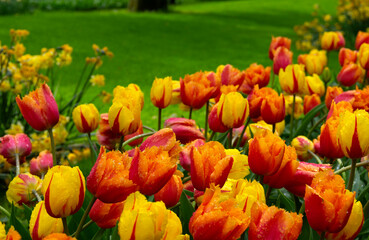 Tulips flowers blooming in the spring garden - 767878813