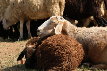 A sheep put its muzzle on another sheep while resting