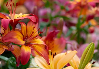 Colorful lilies on blurred floral - 767879031