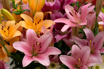 Colorful lilies on blurred floral - 767879066