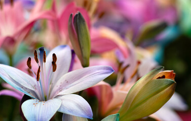 Colorful lilies on blurred floral - 767879242