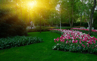 Spring flower park  in the sunlight