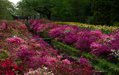 Flowers in the park in spring - 767879664