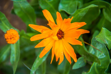 Nature art Photography. Plant, flower and rose in a garden. Shot is selective focus with shallow depth of field. Photo is taken at Cairo, Egypt.