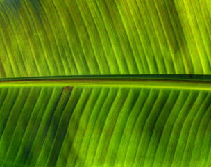 Сlose up green leaf texture - 767880033
