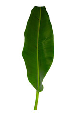 Tropical leaf isolated on white - 767880099