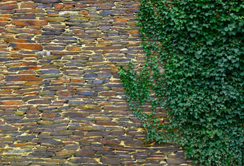 Ivy brick wall texture - 767880270