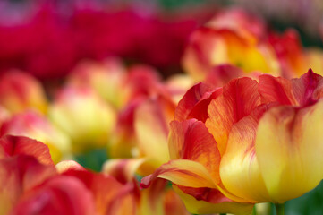 Close-up of tulip flower the colorful background.