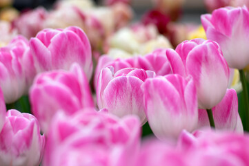 Tulips flower blooming in the colorful background - 767880621