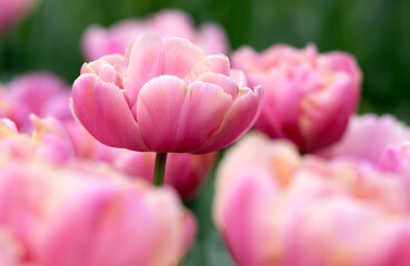 Close-up of tulip flower the colorful background. - 767880663
