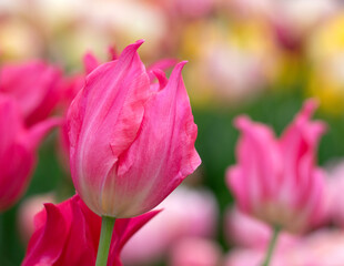 Tulips flower blooming in the colorful background - 767880681