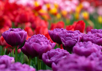 Close-up of tulip flower the colorful background. - 767880691