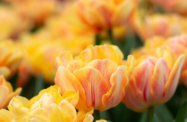 Tulips flowers blooming in the spring - 767880848