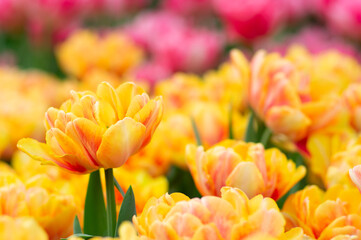 Tulips flowers blooming in the spring - 767880898