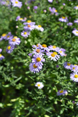 New York aster Professor Kippenberg flowers