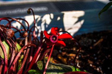 Red persian cyclamen (Cyclamen persicum)