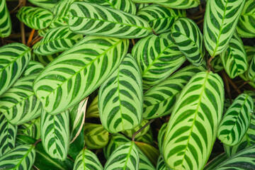 Beautiful Calathea plant leaves background in outdoor greenhouse garden. Interior and perfect as...