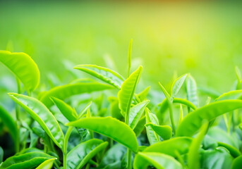 The top of green tea with green tea plantation