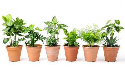 Various house plants in a flower pot, isolated on white