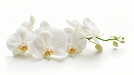 Fototapeta na wymiar In a white background, there is an orchid