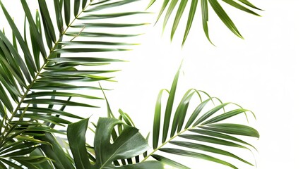 Isolated palm leaves on a white background