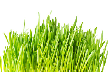 Fototapeta na wymiar Fresh bunch of green grass isolated on white, transparent background. Grass leaves close up, macro. Greenery environment ecology, nature design element