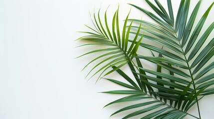 Palm leaf branches on white background. Top view, flat lay