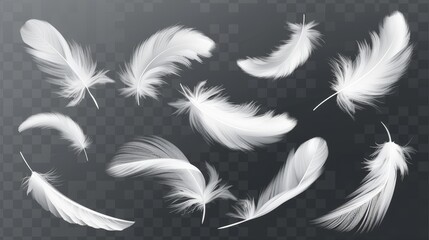A modern illustration showing white fluffy twirled feathers falling on a transparent background in a realistic style - obrazy, fototapety, plakaty