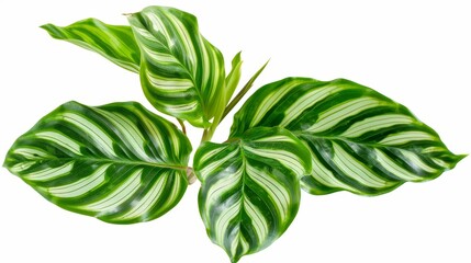 Tropical foliage isolated on white background, Pin-stripe Calathea (Pin-striped Calathea) leaves - obrazy, fototapety, plakaty