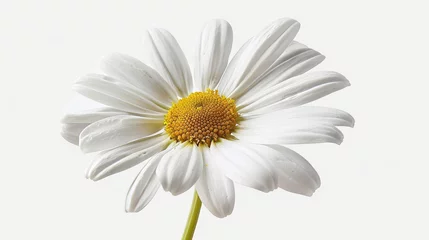 Foto auf Acrylglas Isolated daisy flower with handcrafted clipping path © Zaleman