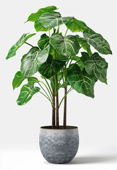Decorative fresh Monstera deliciosa tree planted in a white ceramic pot isolated on white background. Fresh Swiss Cheese Plant with large glossy green leaves.