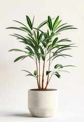 Decorative fresh Monstera deliciosa tree planted in a white ceramic pot isolated on white background. Fresh Swiss Cheese Plant with large glossy green leaves.