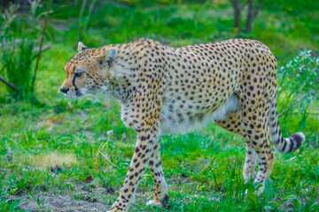 beautiful adult cheetah walks around its territory