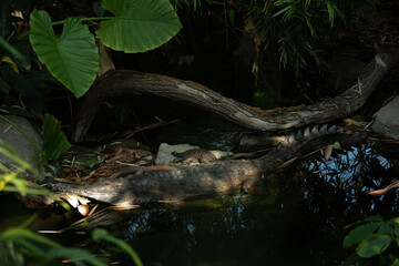gharial (in latin Gavialis gangeticus), gavial © Elena