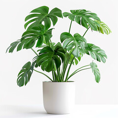 Decorative fresh Monstera deliciosa tree planted in a white ceramic pot isolated on white background. Fresh Swiss Cheese Plant with large glossy green leaves.