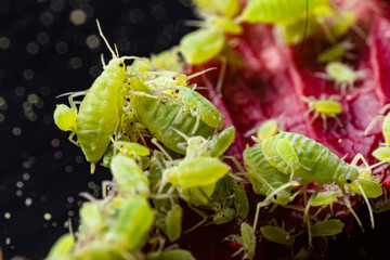 very close big macro portrait of aphids