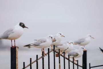 Seagulls flock sitting on a fence at the sea - 767884602