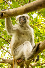 Zanzibar red king colobus closeup