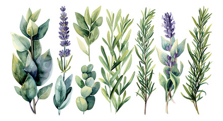 Watercolor style plant elements on a transparent background. - 767886254